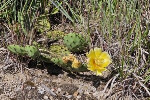 1000042582 1000042582