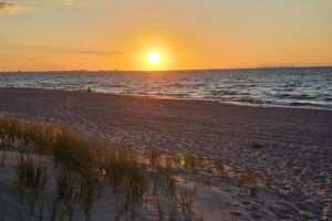 1000042585 1000042585