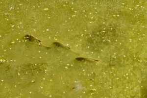 3 big fish 3 big fish