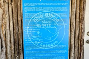 History of the Blue Whale