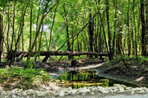 A pretty scene in the park by the bridge A pretty scene in the park by the bridge